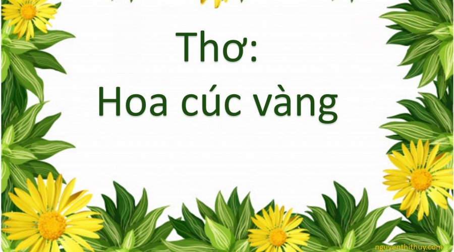 Thơ: Hoa cúc vàng – Cô giáo Nguyễn Thị Thùy